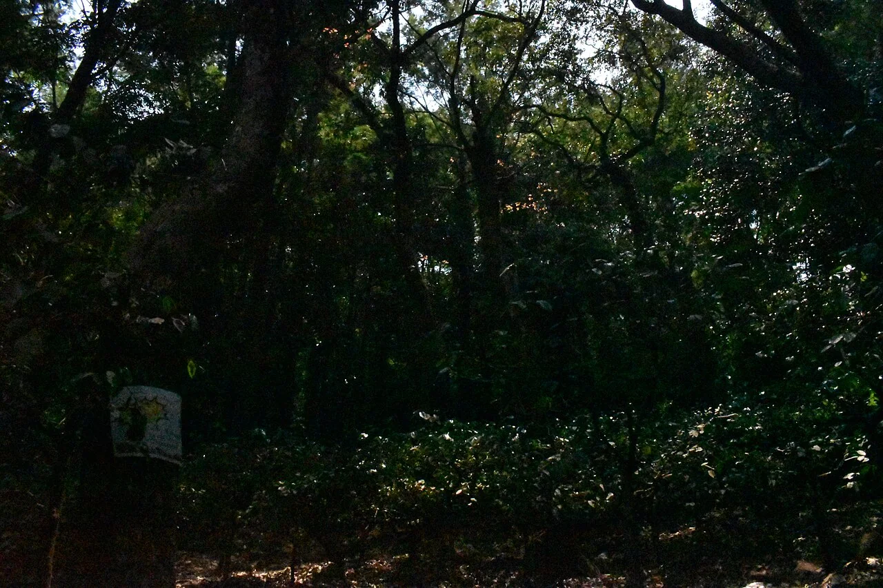 Araku Valley coffee plantations in Ananthagiri hills in Andhra Pradesh 01