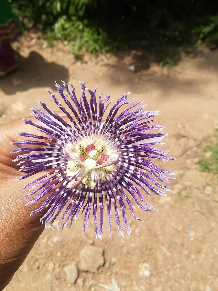 Purple passion -sirupoonaikali